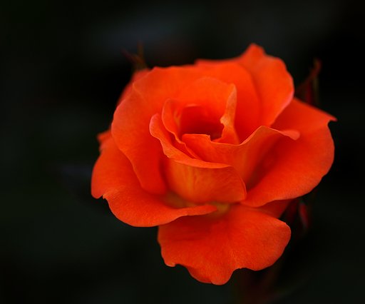 妖花