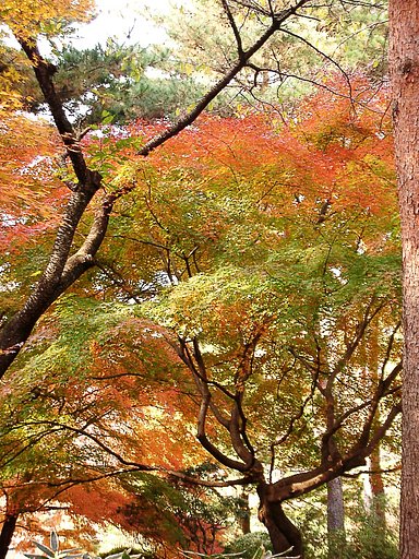 ◆紅葉スケッチ-48 神代植物公園⑧