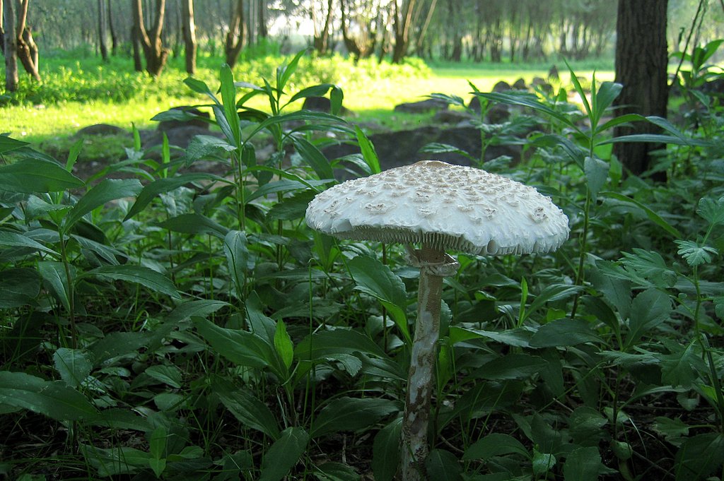 河川敷の野原に堂々と