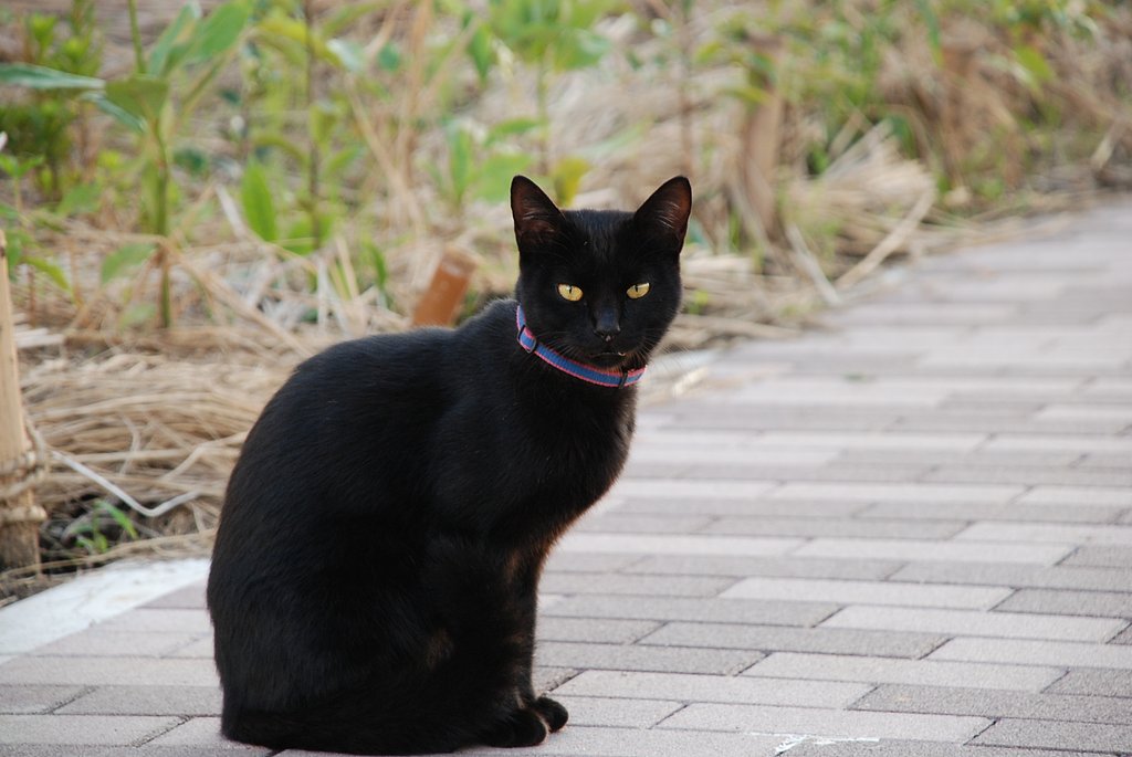 【２００８】猫
