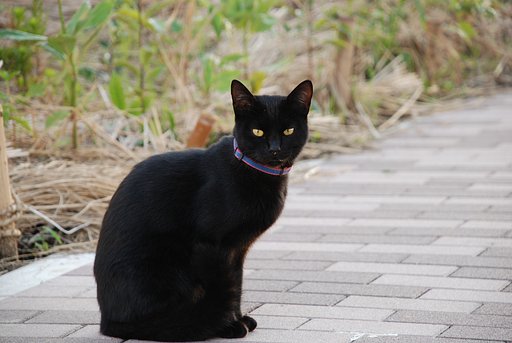 【２００８】猫
