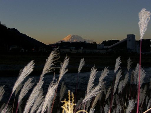 晩秋のススキに富士山