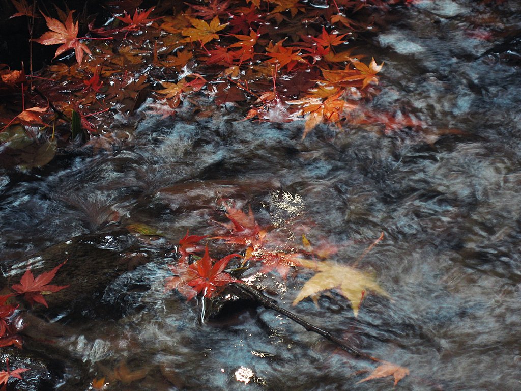 流れ紅葉