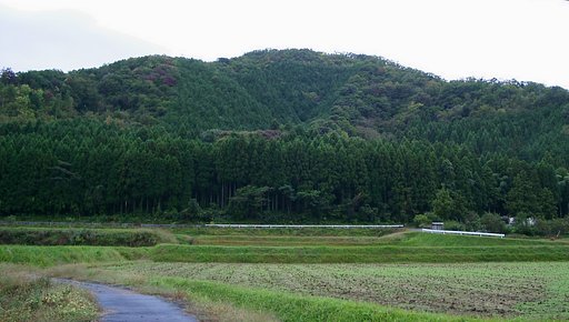 まだモミジには遠いです！
