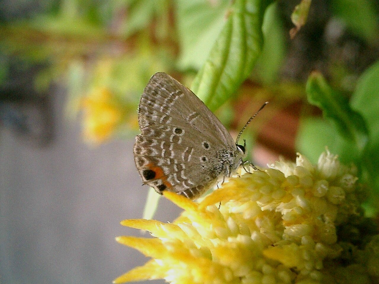 シジミチョウの仲間でしょうか？