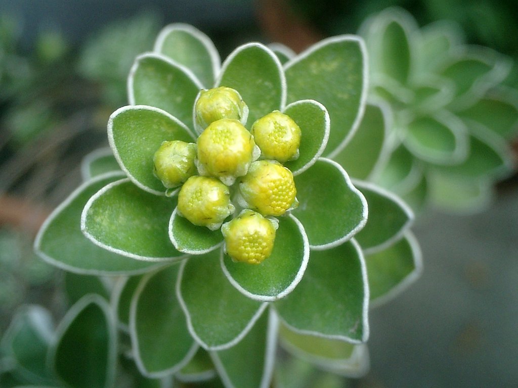 イソギク（磯菊）
