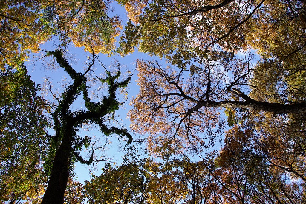 雑木林の天空