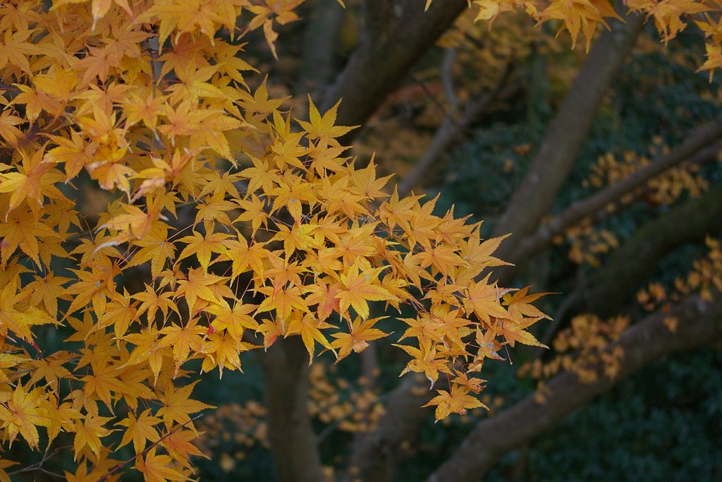 今年も紅葉の季節は終演に
