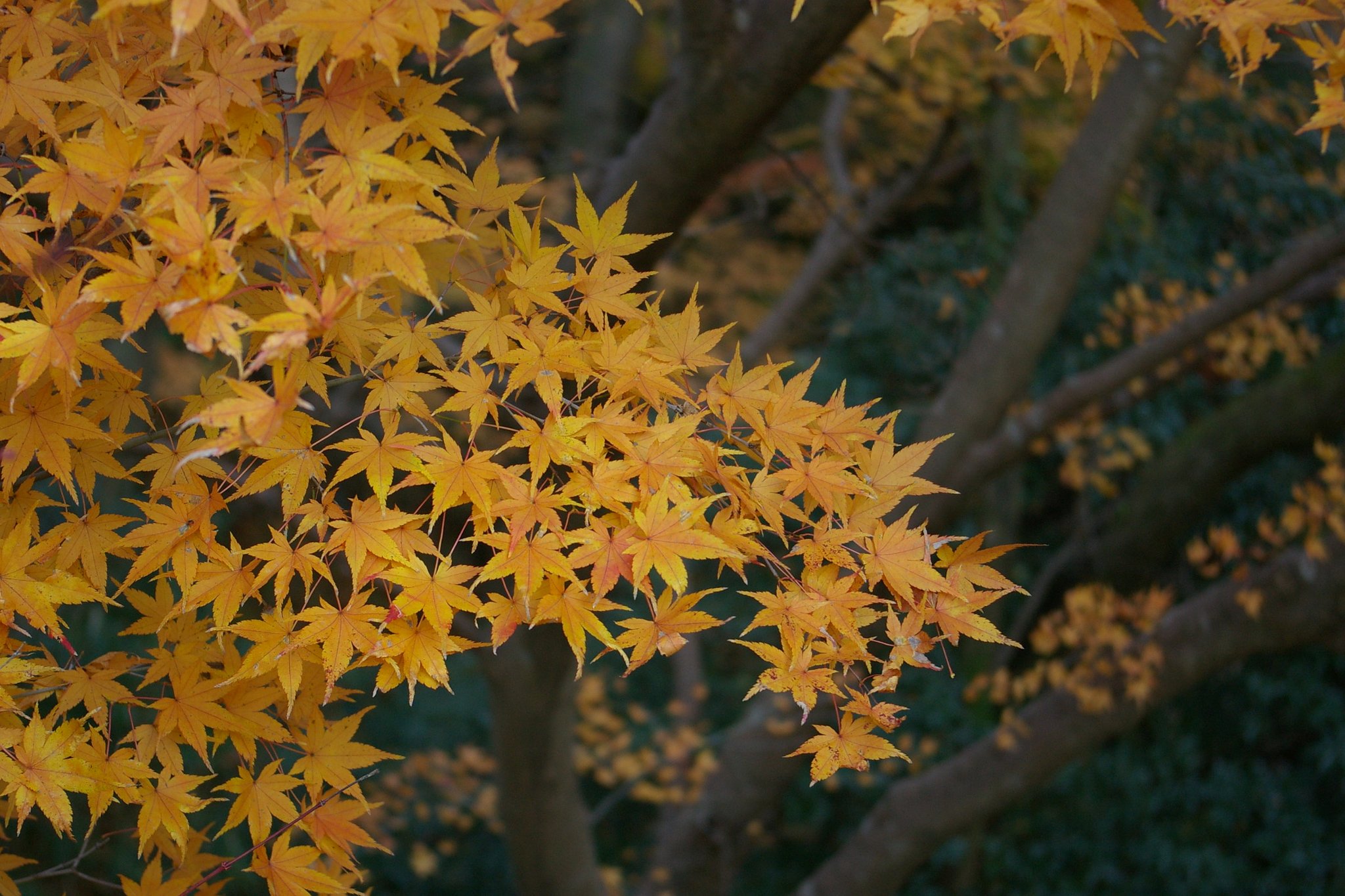 今年も紅葉の季節は終演に