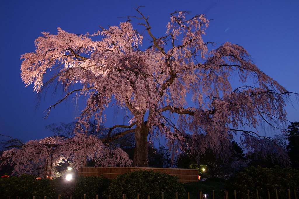 円山公園