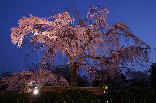 円山公園