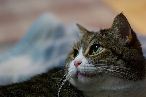 なに想う