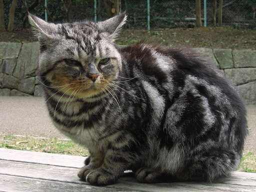 【2008】野良は寒くないもん！