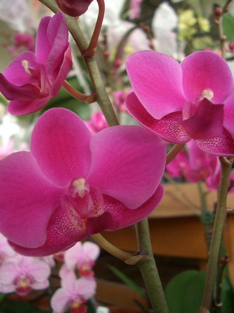 売り場の花その12