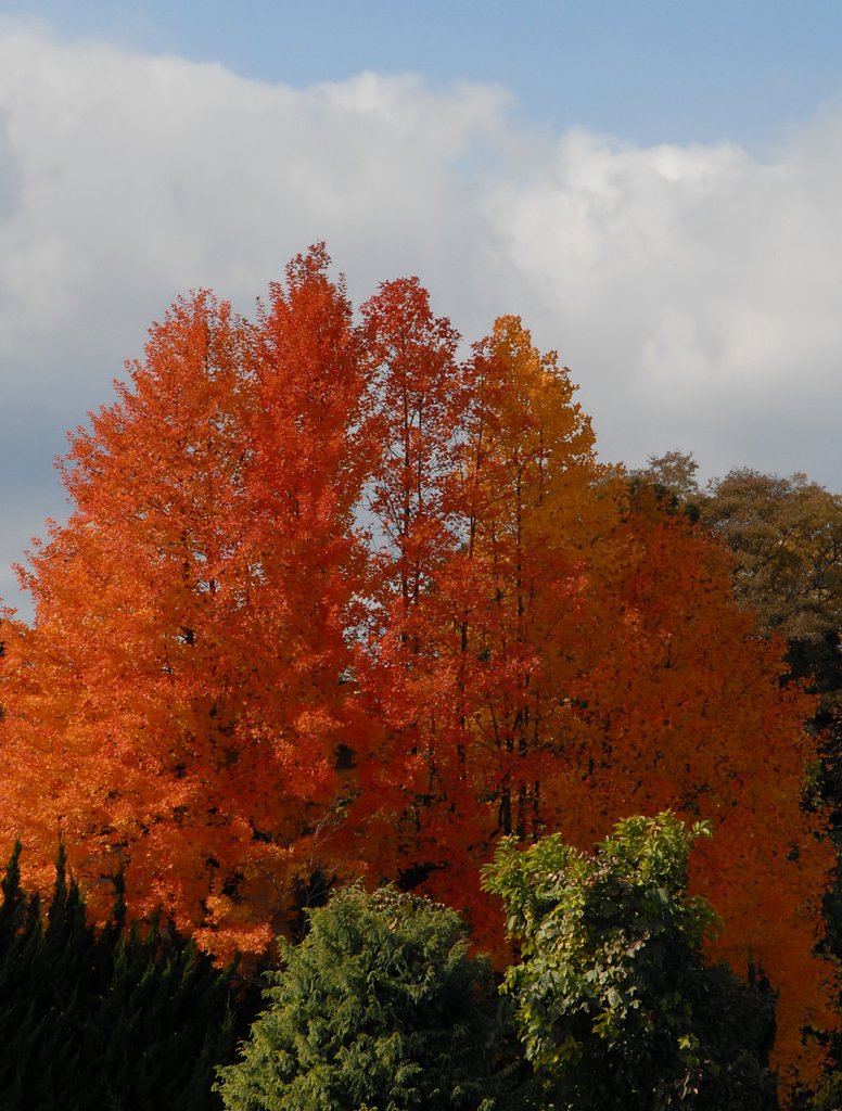 紅葉したふうの木