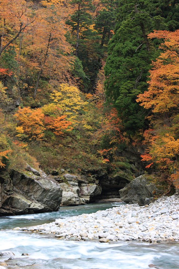 黒部峡谷の紅葉