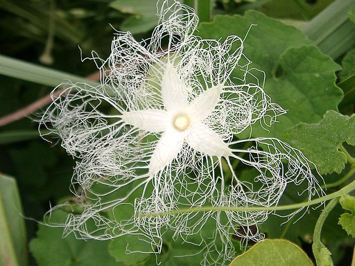 ◇レースを編む花