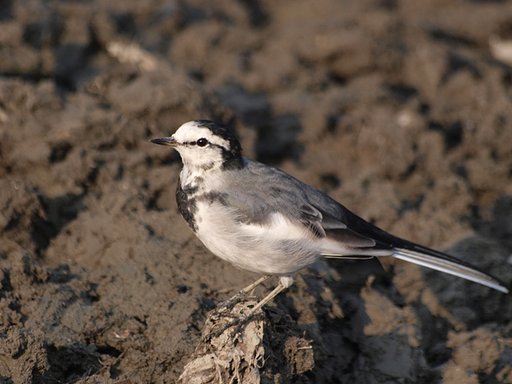 今朝の鳥セキレイ