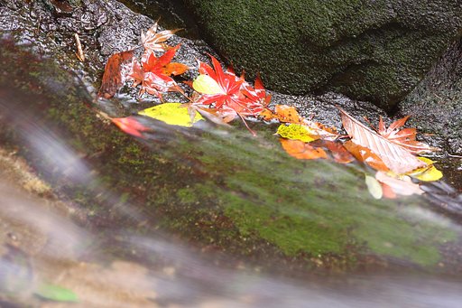 水辺の落ち葉