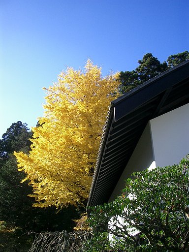 〜　いざ鎌倉（東慶寺-04）　〜