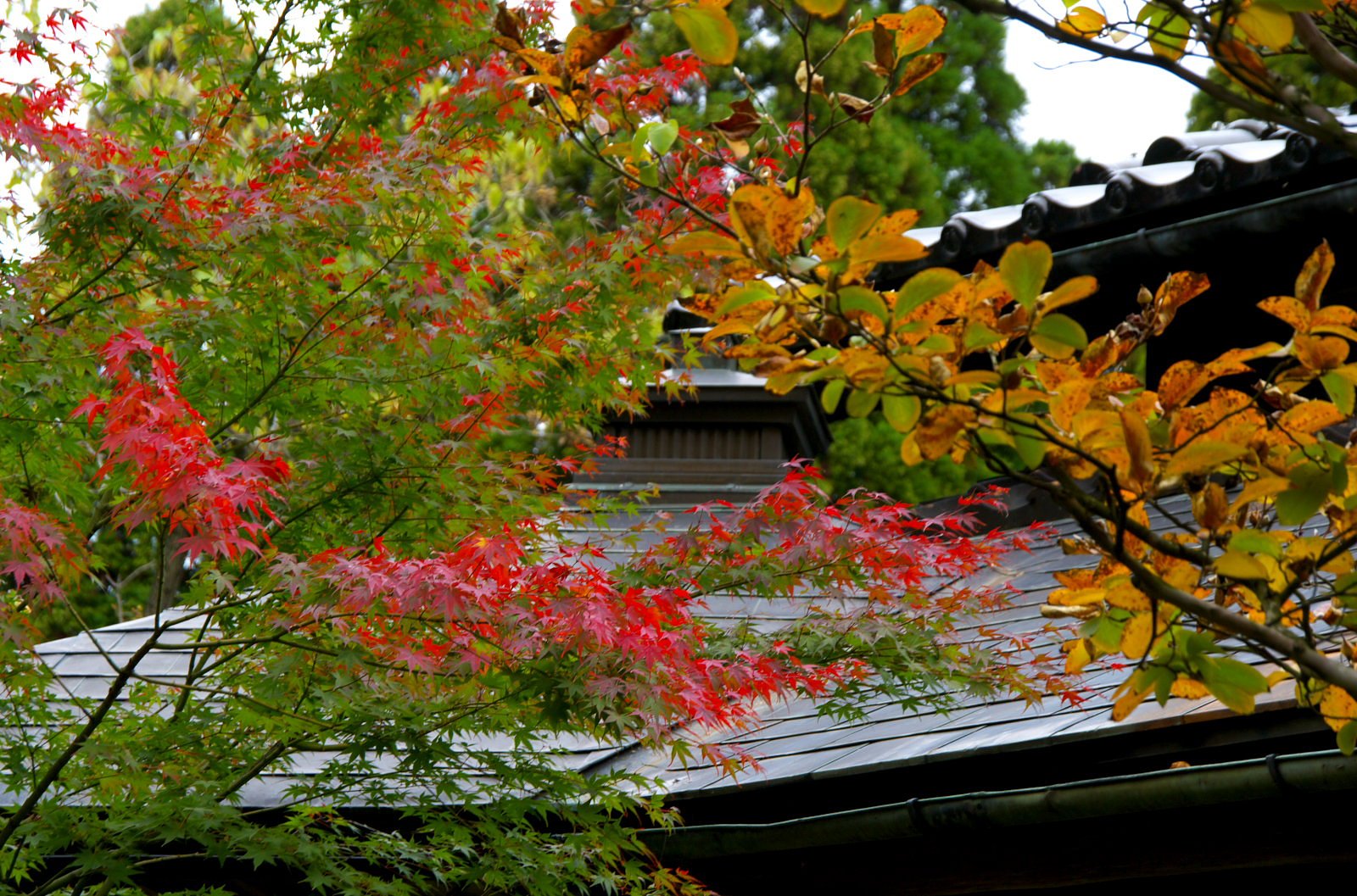 紅葉に包まれる