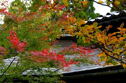 紅葉に包まれる