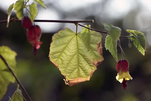 Makro-Sonnar100mm f2.8