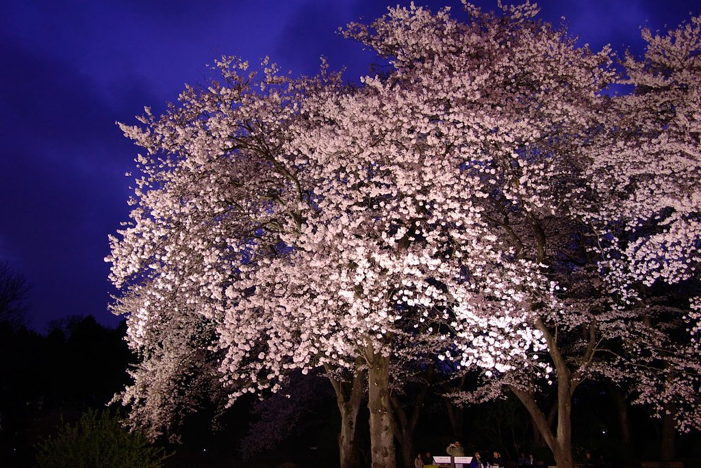 夜桜