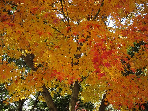 【2008】京都の紅葉（万福寺周り）