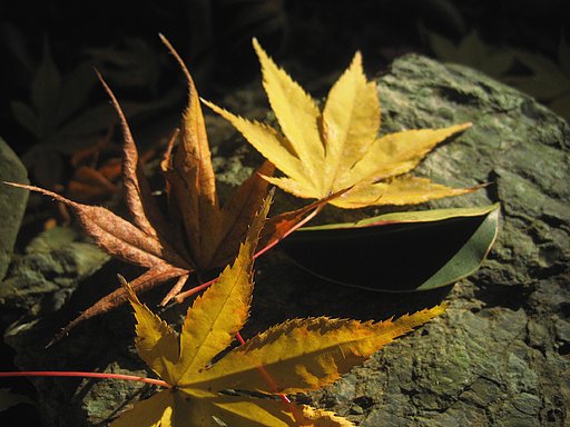 京の落黄葉三様