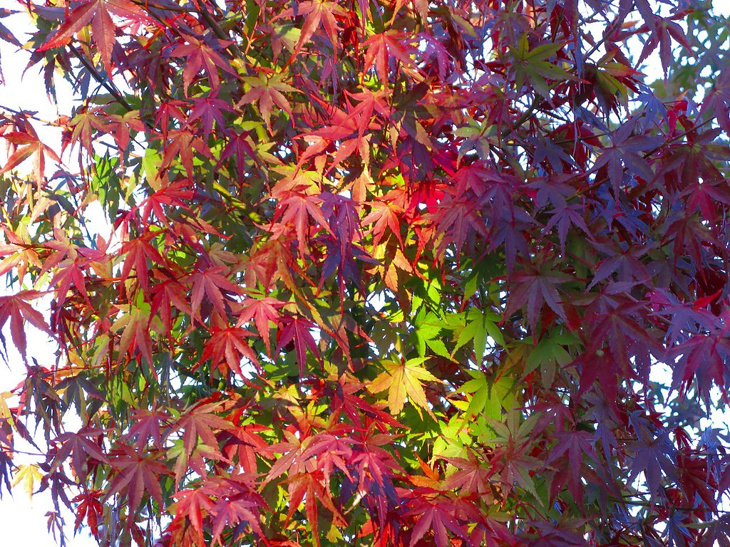 七色の紅葉