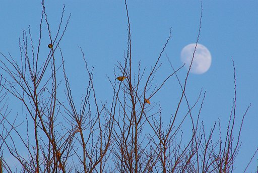 冬のメジロと十三夜
