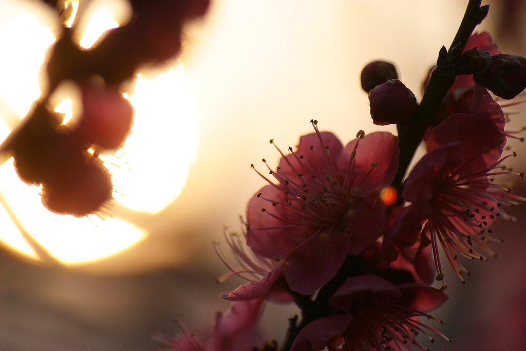 梅から桜の季節へ