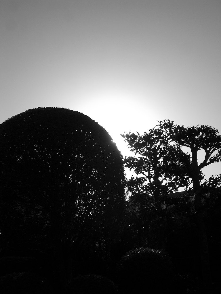 朝霧その2