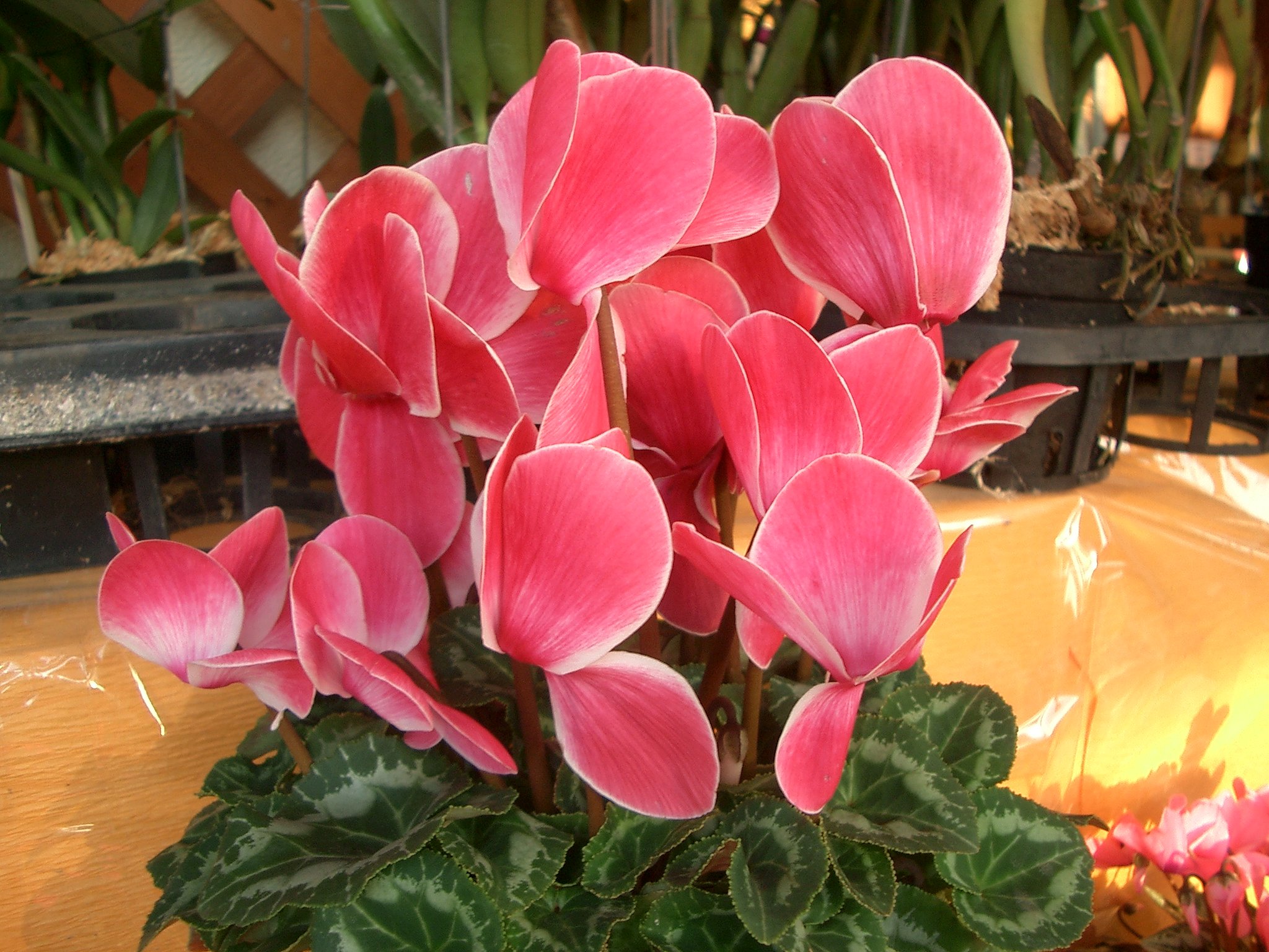 売り場の花その5