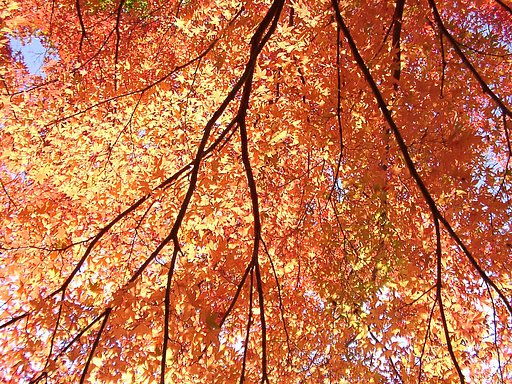 ◆紅葉スケッチ-31 高尾山(27)