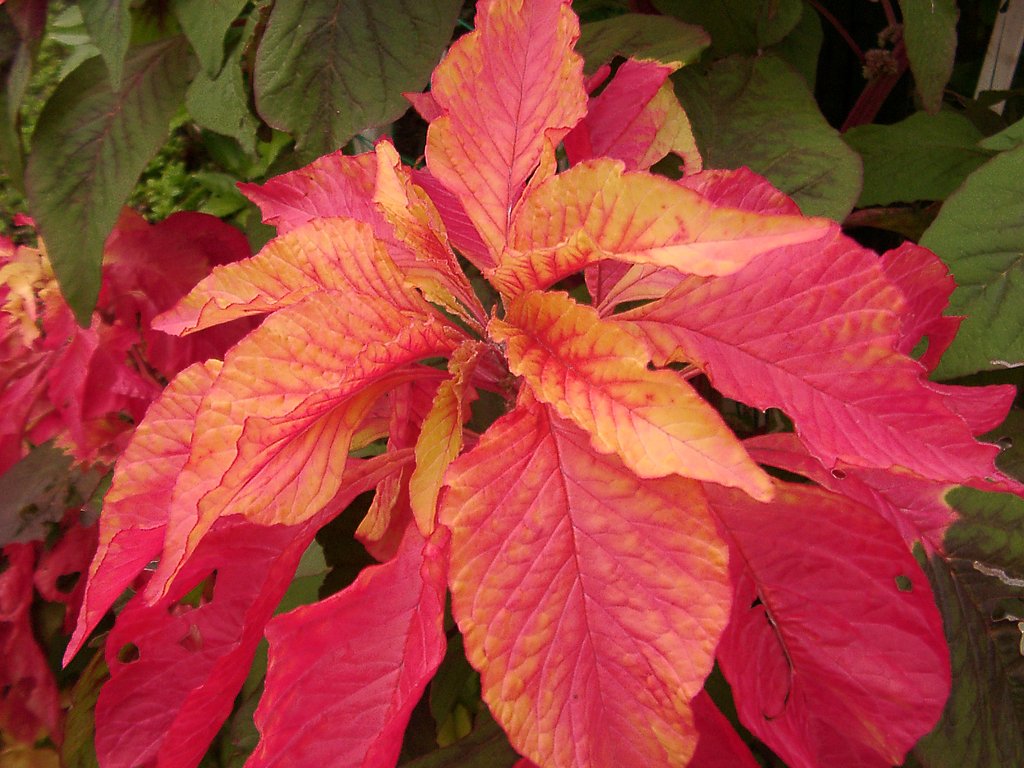 ◇紅葉するケイトウ