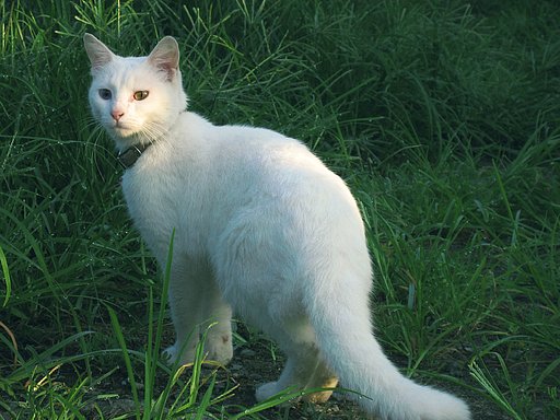 今朝の猫「オッドアイ」