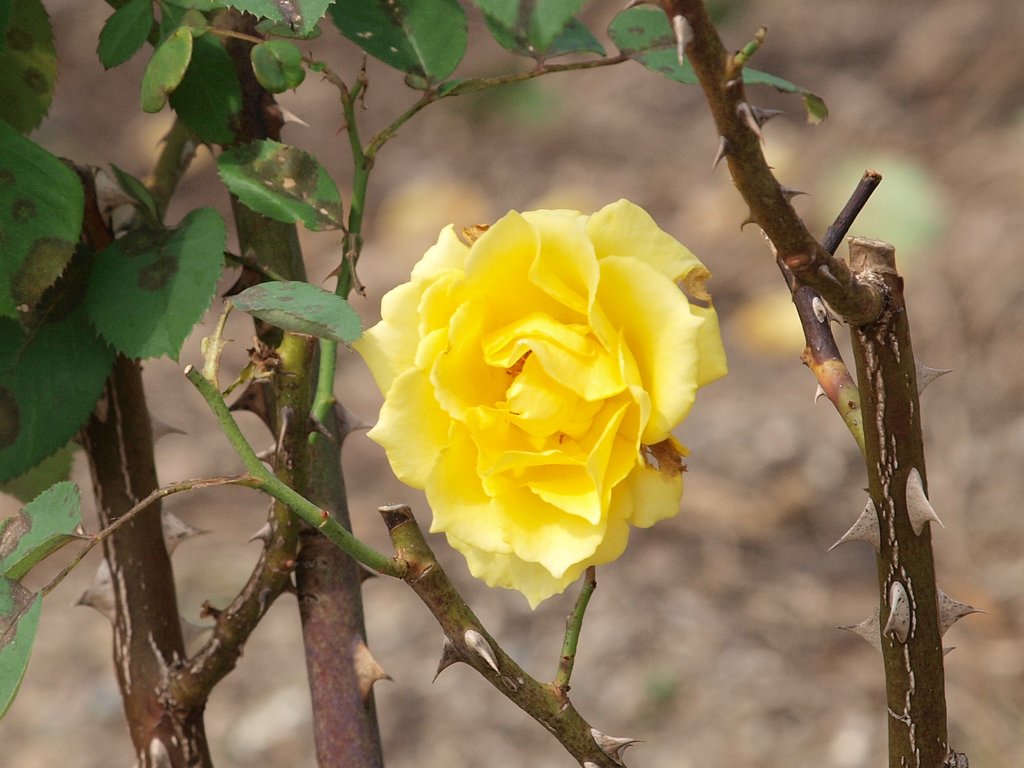 薔薇