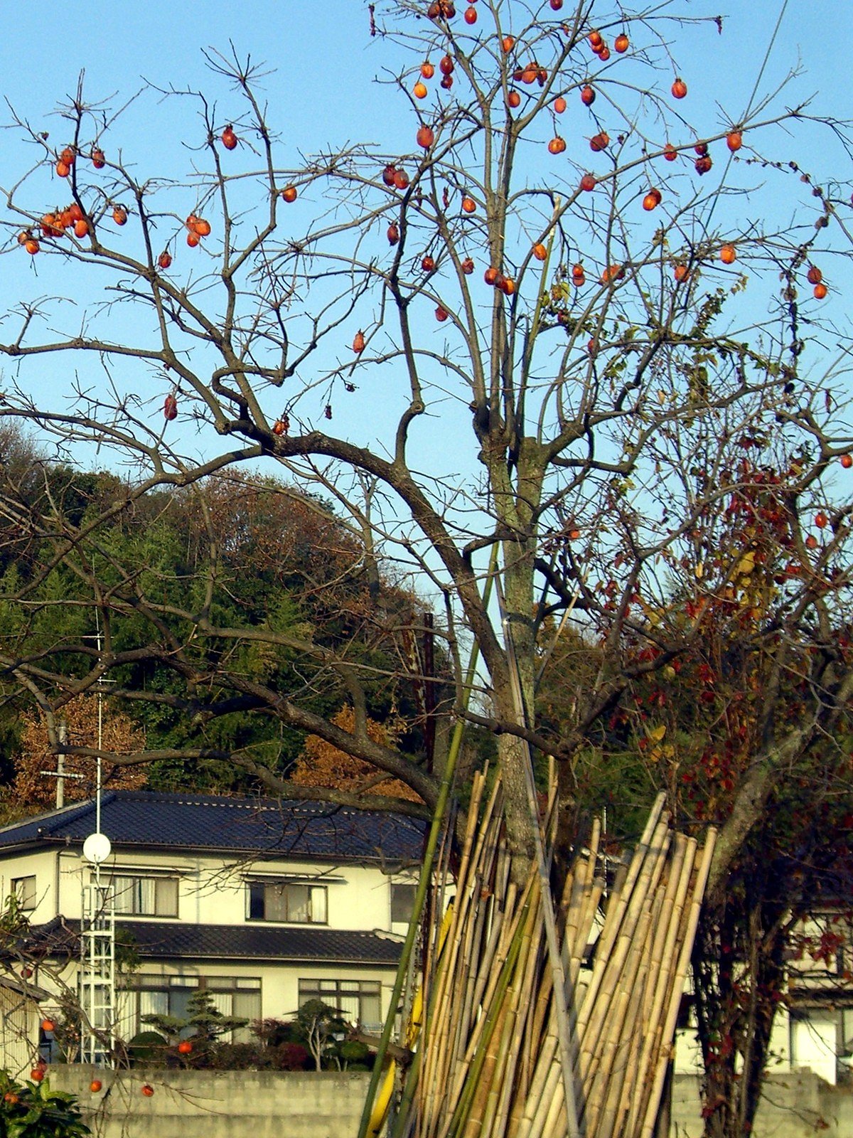 鳥だけでは？