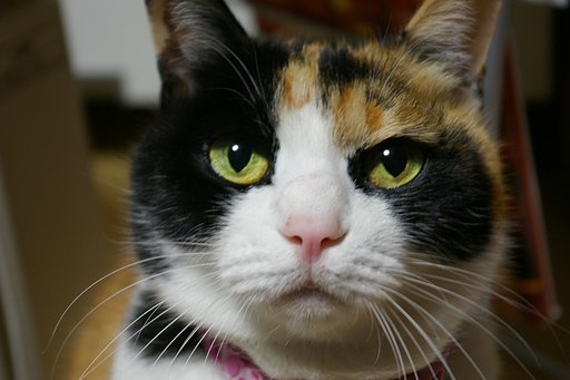 ねこさんにこたつのさいそく