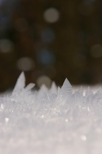 霜柱の森