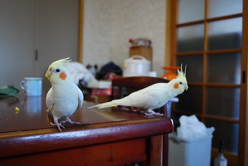 芋泥棒