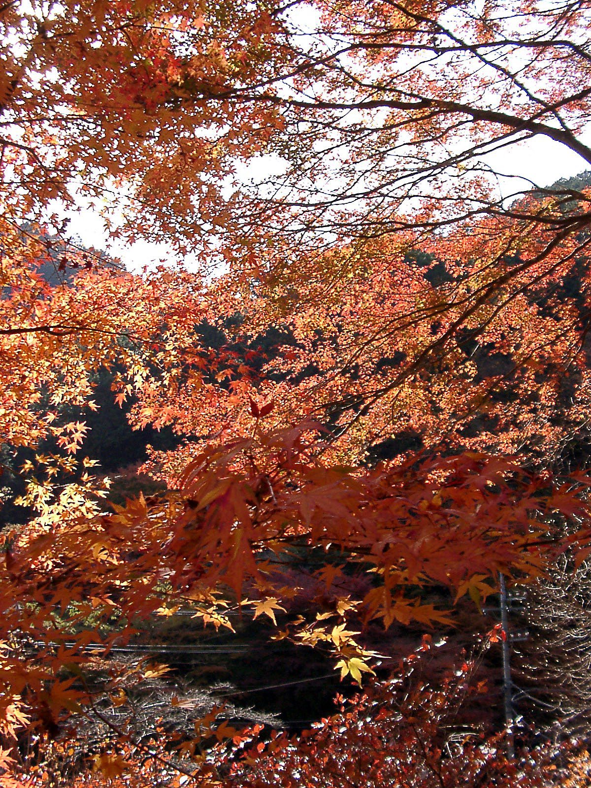 ◆紅葉スケッチ-09 高尾山⑤