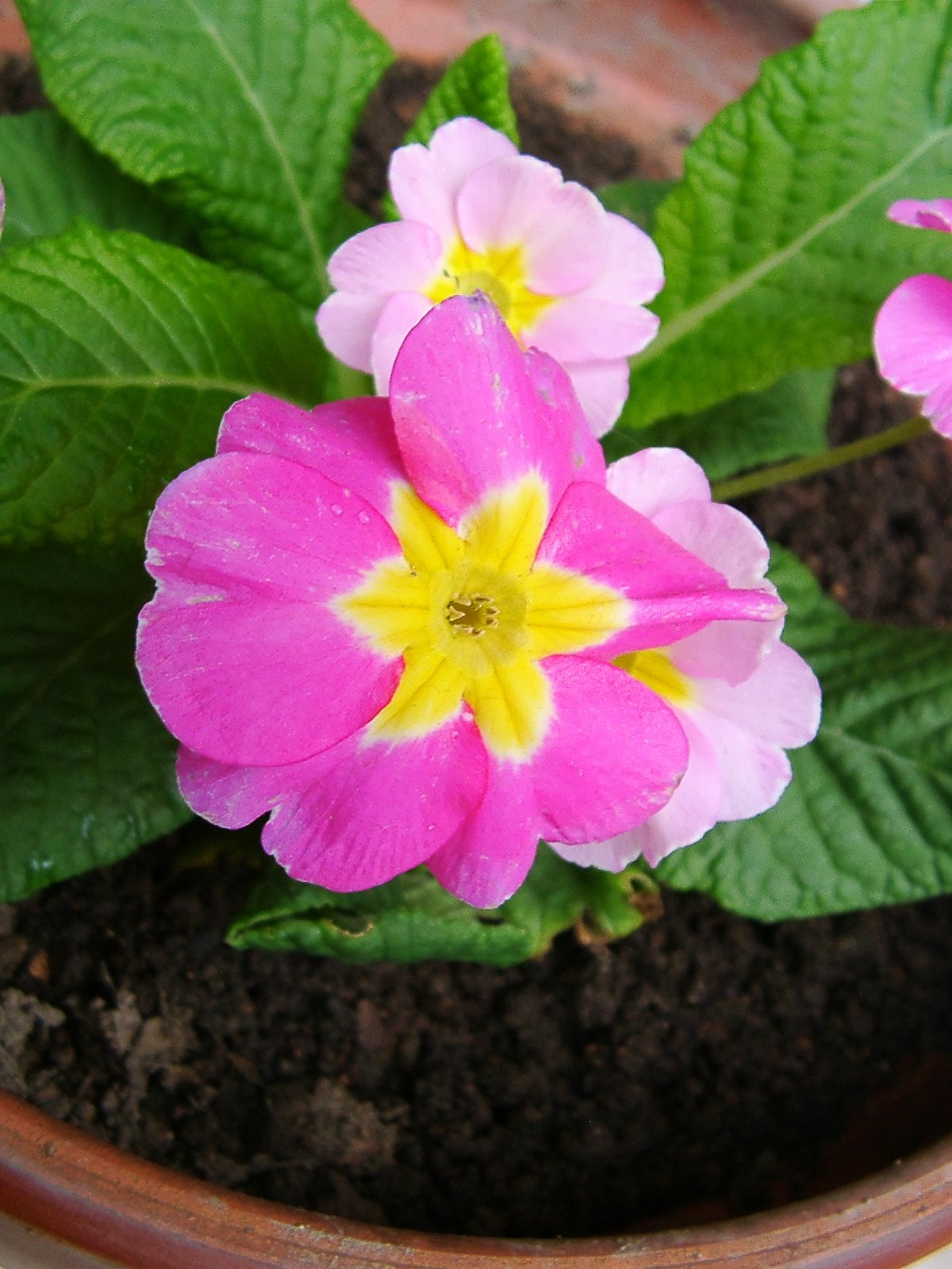奥様が植えたお花！