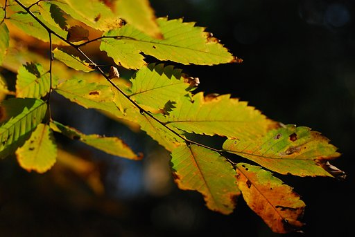 木漏れ日に色付いて