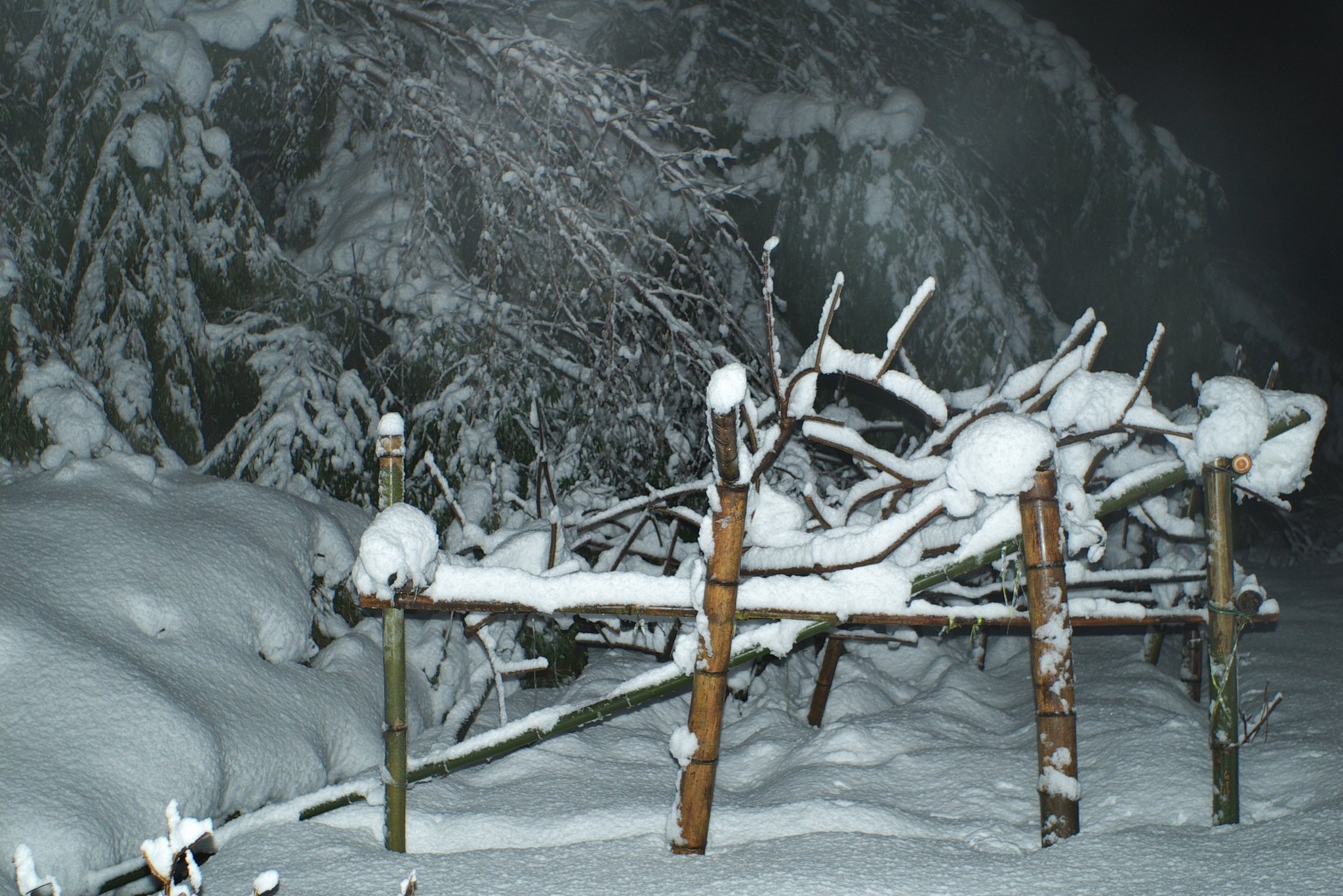 畑の積雪は50−60cmになりました。