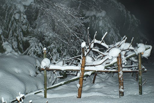 畑の積雪は50−60cmになりました。
