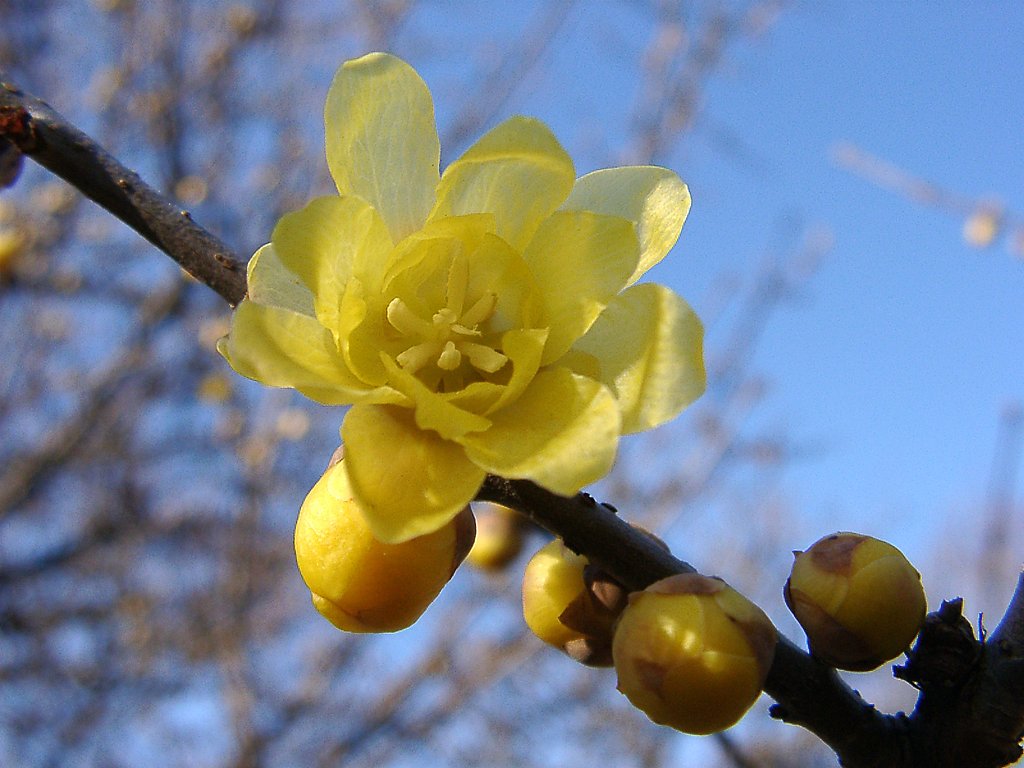 ●初春スケッチ-21 神代植物公園⑨