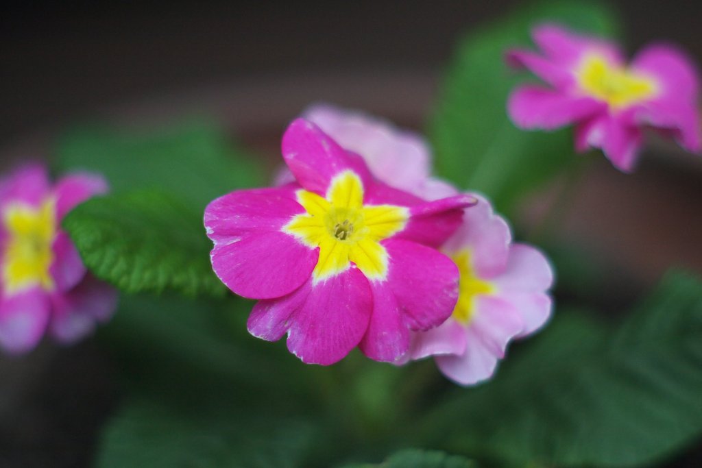 奥様が植えた「プリムラ ポリアンサ」